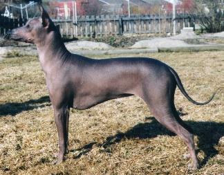 mexicanhairless