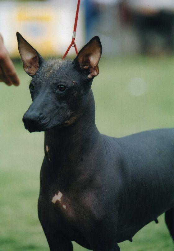 A dog image from https://images.dog.ceo/breeds/mexicanhairless/n02113978_2677.jpg