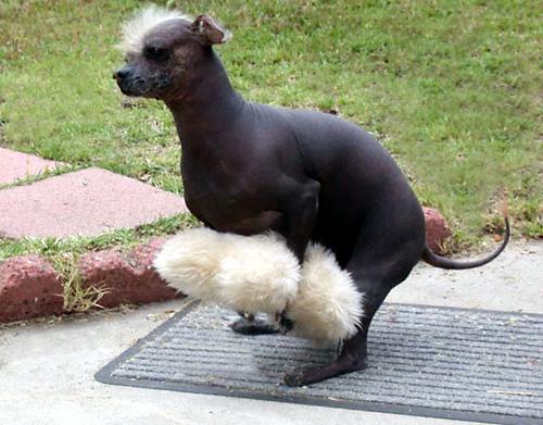 A dog image from https://images.dog.ceo/breeds/mexicanhairless/n02113978_2709.jpg