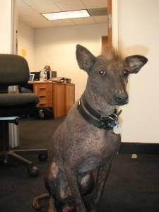 mexicanhairless