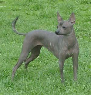 https://images.dog.ceo/breeds/mexicanhairless/n02113978_2727.jpg