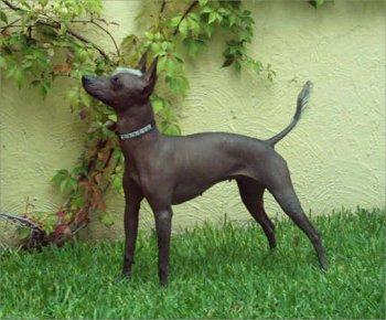 mexicanhairless