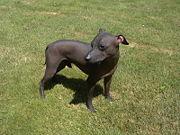 A dog image from https://images.dog.ceo/breeds/mexicanhairless/n02113978_3184.jpg