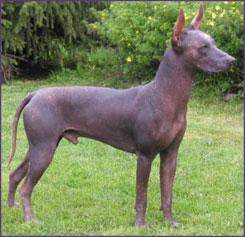 A dog image from https://images.dog.ceo/breeds/mexicanhairless/n02113978_3197.jpg