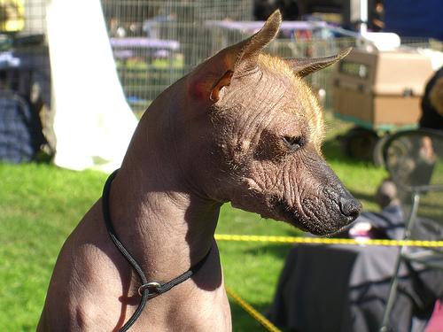 A dog image from https://images.dog.ceo/breeds/mexicanhairless/n02113978_3318.jpg