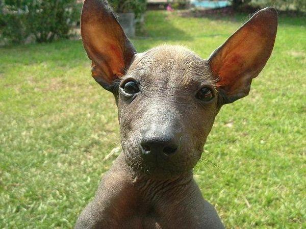 A dog image from https://images.dog.ceo/breeds/mexicanhairless/n02113978_3504.jpg