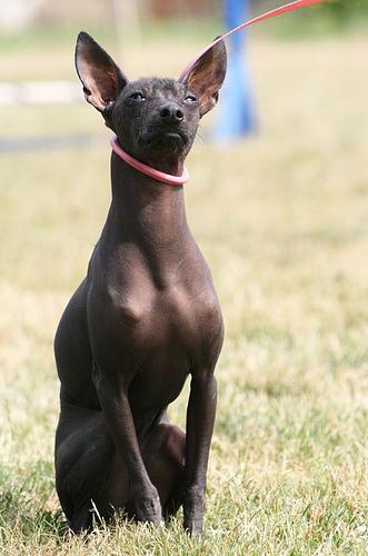 A dog image from https://images.dog.ceo/breeds/mexicanhairless/n02113978_3832.jpg