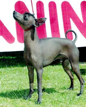 mexicanhairless