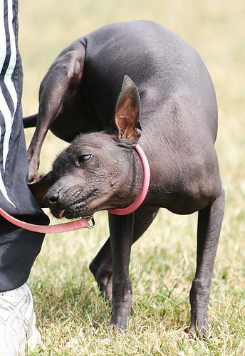 A dog image from https://images.dog.ceo/breeds/mexicanhairless/n02113978_471.jpg