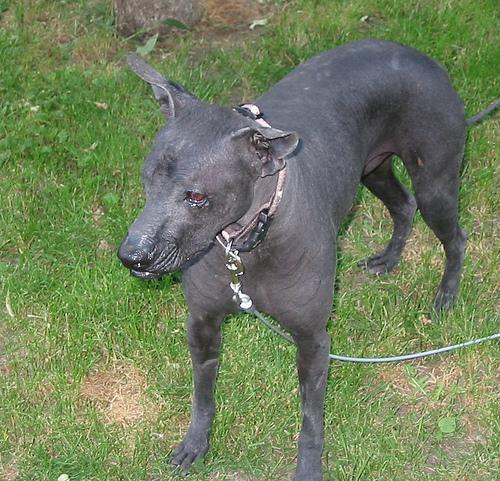 mexicanhairless