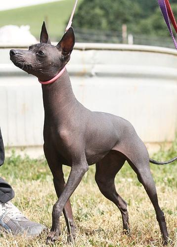 A dog image from https://images.dog.ceo/breeds/mexicanhairless/n02113978_759.jpg