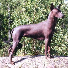 A dog image from https://images.dog.ceo/breeds/mexicanhairless/n02113978_773.jpg