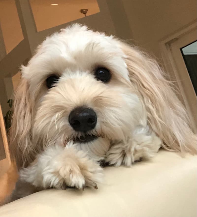 A dog image from https://images.dog.ceo/breeds/mix/Cali-Mini-Labradoodle.jpg