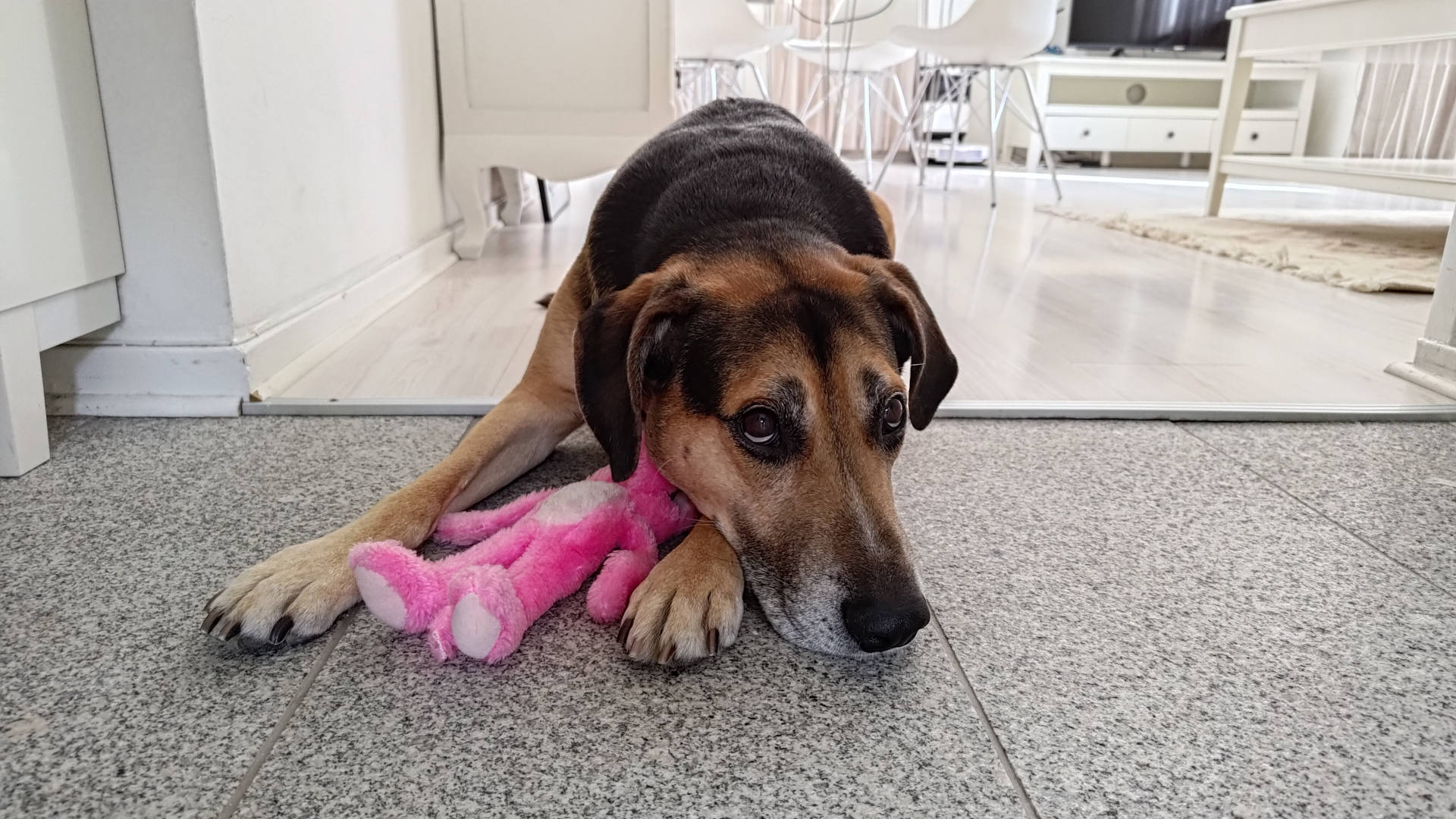 A dog image from https://images.dog.ceo/breeds/mix/Cisco2.jpg