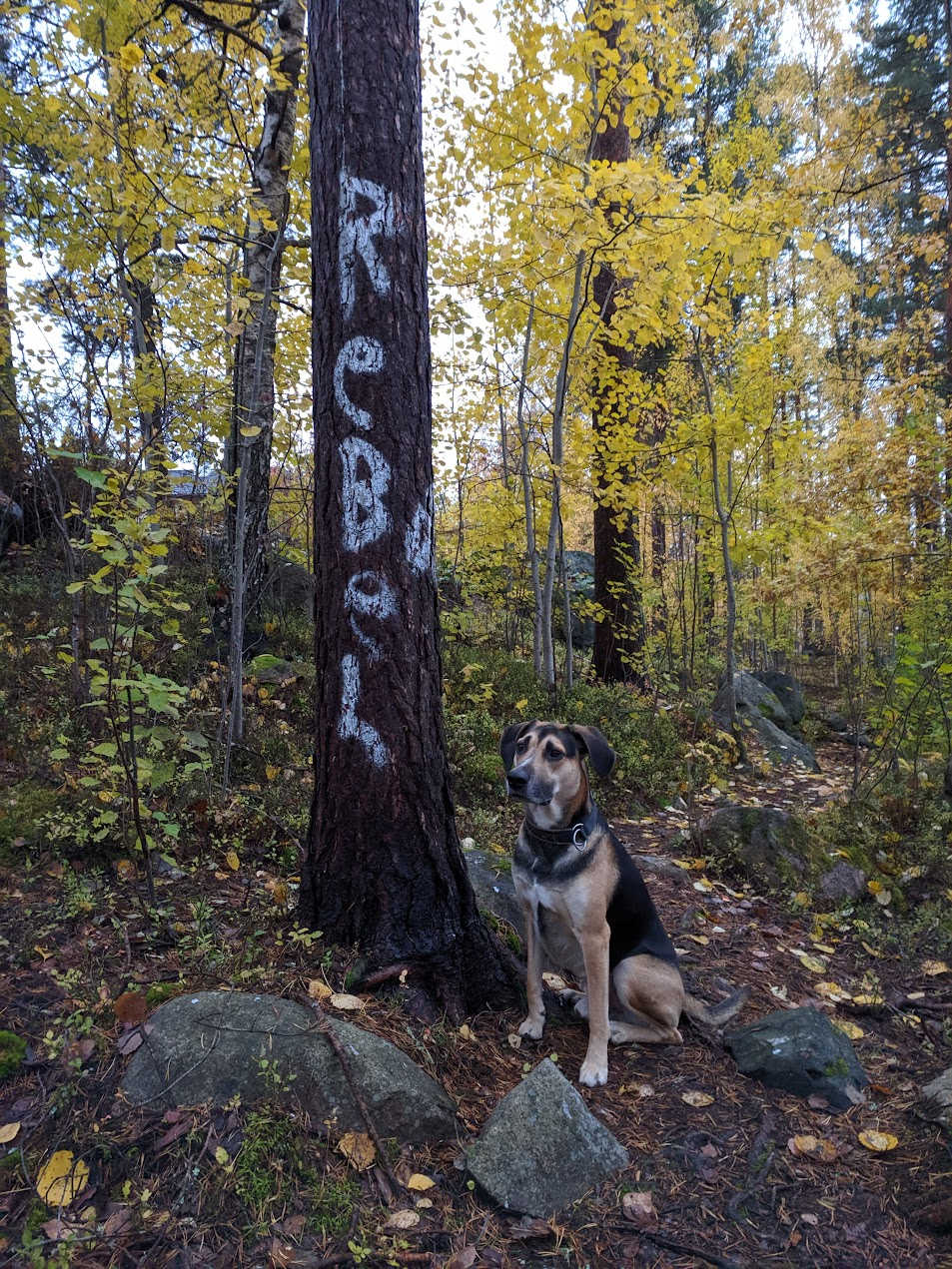 A dog image from https://images.dog.ceo/breeds/mix/Cisco3.jpg