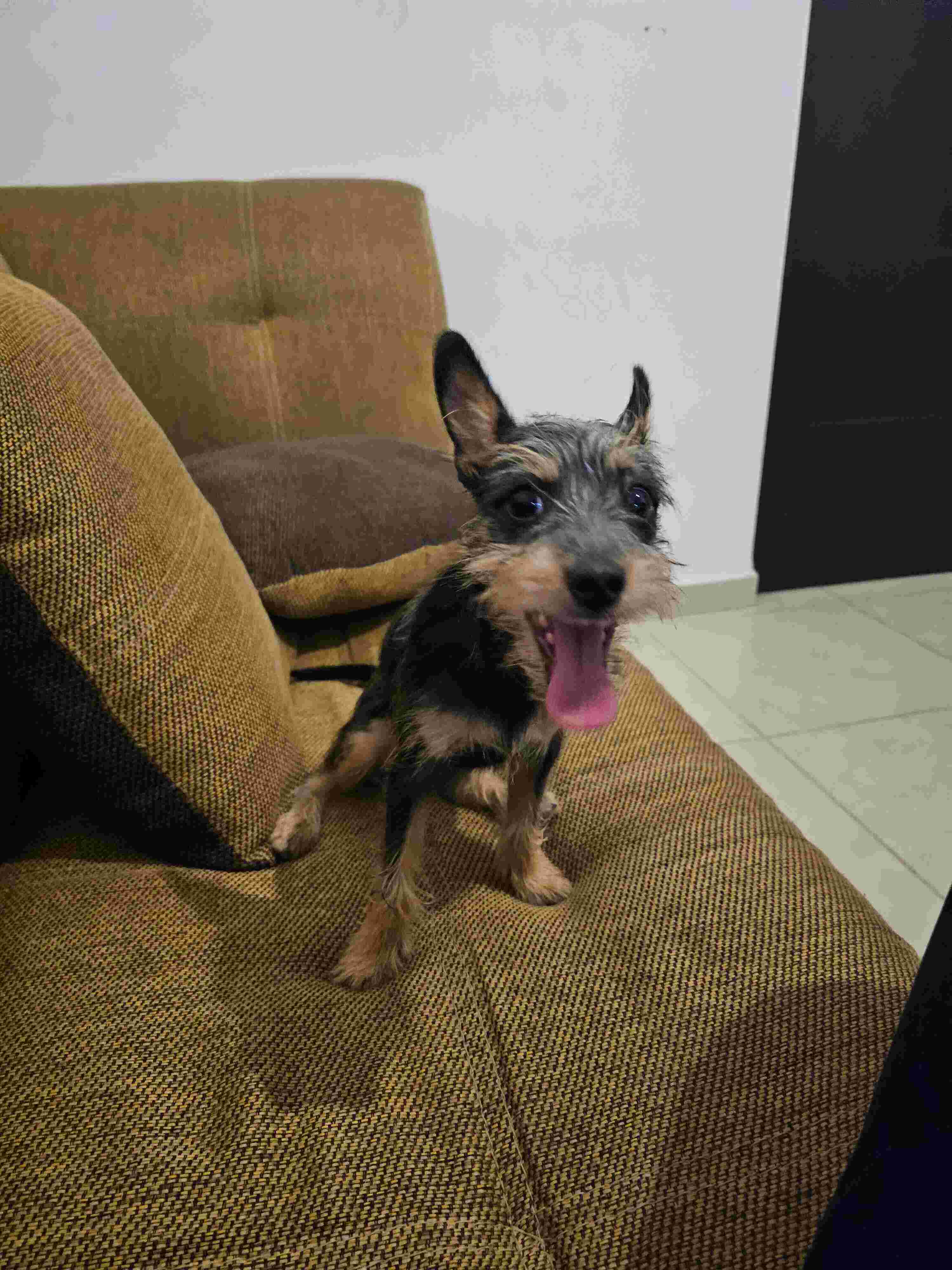 A dog image from https://images.dog.ceo/breeds/mix/Nara.jpg