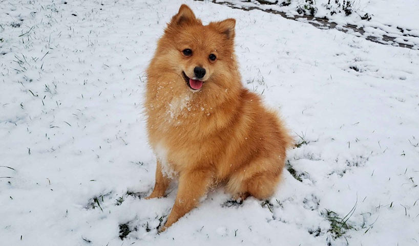 A picture of a dog.