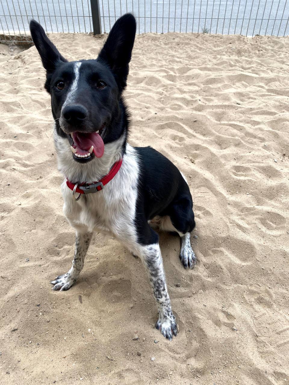 A picture of a dog.