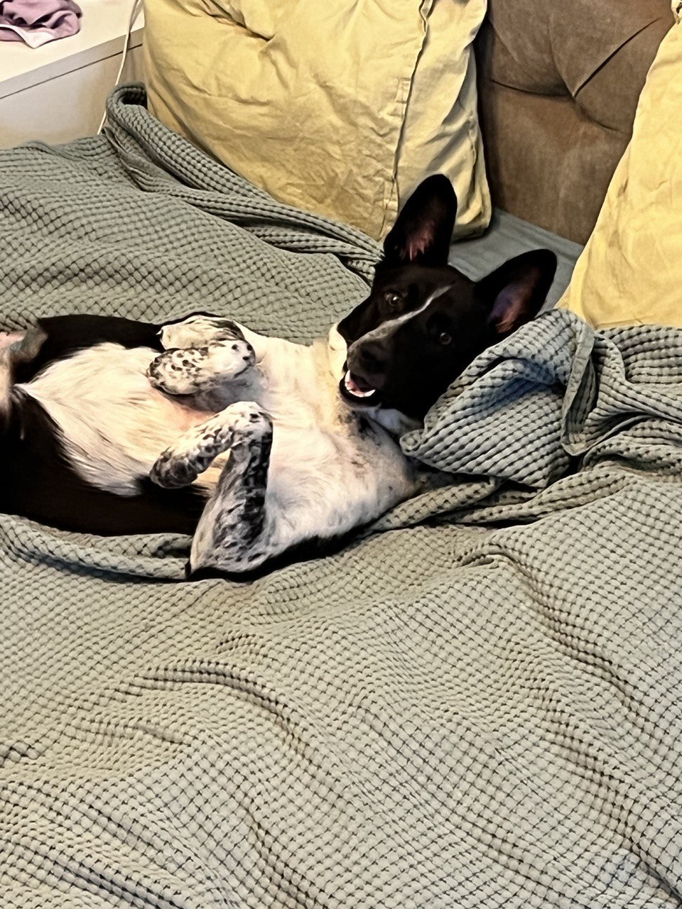 A picture of a dog.