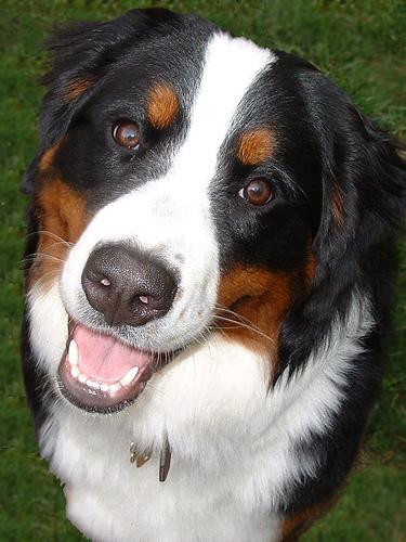 A dog image from https://images.dog.ceo/breeds/mountain-bernese/n02107683_1071.jpg