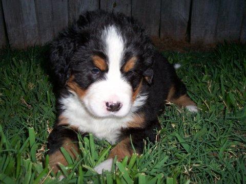 A dog image from https://images.dog.ceo/breeds/mountain-bernese/n02107683_1400.jpg