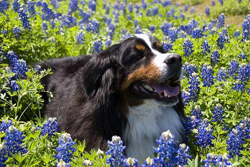 A dog image from https://images.dog.ceo/breeds/mountain-bernese/n02107683_1421.jpg