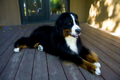 A dog image from https://images.dog.ceo/breeds/mountain-bernese/n02107683_1460.jpg