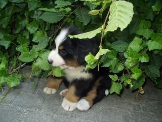 A dog image from https://images.dog.ceo/breeds/mountain-bernese/n02107683_1542.jpg