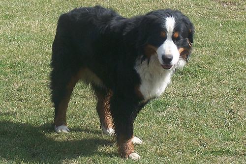 A dog image from https://images.dog.ceo/breeds/mountain-bernese/n02107683_1707.jpg