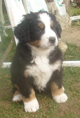 A dog image from https://images.dog.ceo/breeds/mountain-bernese/n02107683_1958.jpg