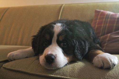 A dog image from https://images.dog.ceo/breeds/mountain-bernese/n02107683_1977.jpg