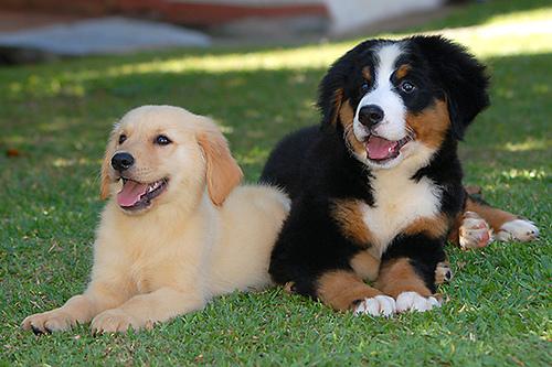 A dog image from https://images.dog.ceo/breeds/mountain-bernese/n02107683_2007.jpg