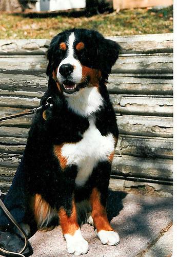 A dog image from https://images.dog.ceo/breeds/mountain-bernese/n02107683_2036.jpg