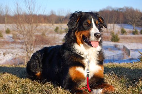 A dog image from https://images.dog.ceo/breeds/mountain-bernese/n02107683_2059.jpg