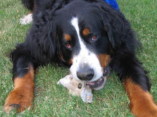 A dog image from https://images.dog.ceo/breeds/mountain-bernese/n02107683_2567.jpg