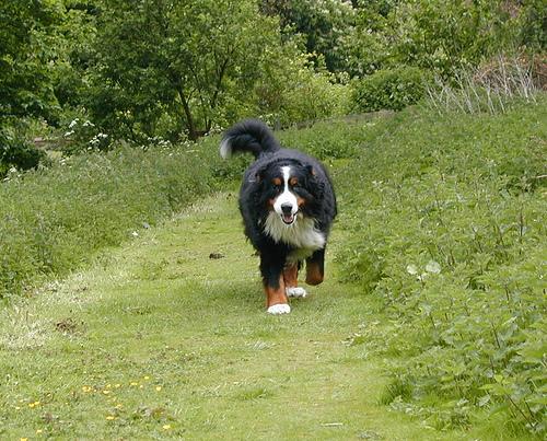 A dog image from https://images.dog.ceo/breeds/mountain-bernese/n02107683_257.jpg