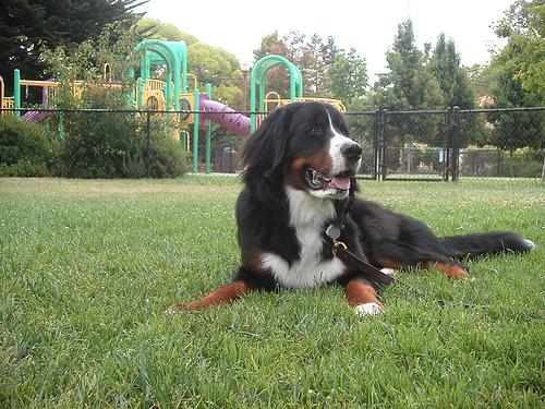 A dog image from https://images.dog.ceo/breeds/mountain-bernese/n02107683_2734.jpg