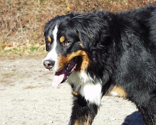 A dog image from https://images.dog.ceo/breeds/mountain-bernese/n02107683_2758.jpg