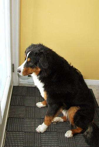 A dog image from https://images.dog.ceo/breeds/mountain-bernese/n02107683_2771.jpg