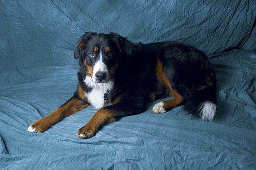 A dog image from https://images.dog.ceo/breeds/mountain-bernese/n02107683_2881.jpg