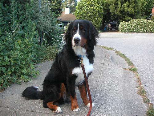 A dog image from https://images.dog.ceo/breeds/mountain-bernese/n02107683_2902.jpg