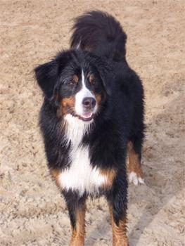 A dog image from https://images.dog.ceo/breeds/mountain-bernese/n02107683_2913.jpg