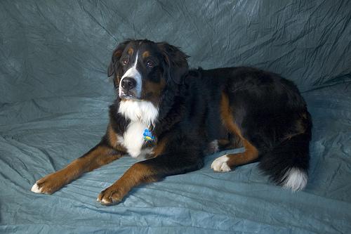 A dog image from https://images.dog.ceo/breeds/mountain-bernese/n02107683_2946.jpg