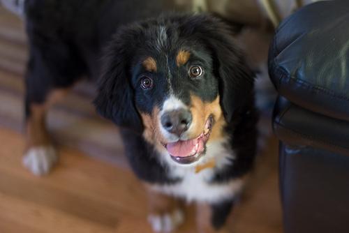 A dog image from https://images.dog.ceo/breeds/mountain-bernese/n02107683_3088.jpg