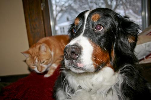 A dog image from https://images.dog.ceo/breeds/mountain-bernese/n02107683_3138.jpg