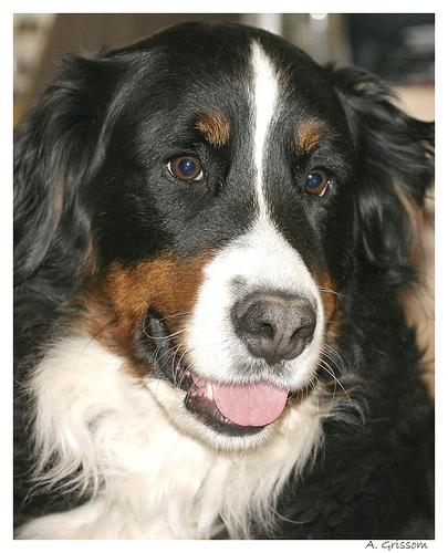 A dog image from https://images.dog.ceo/breeds/mountain-bernese/n02107683_3166.jpg