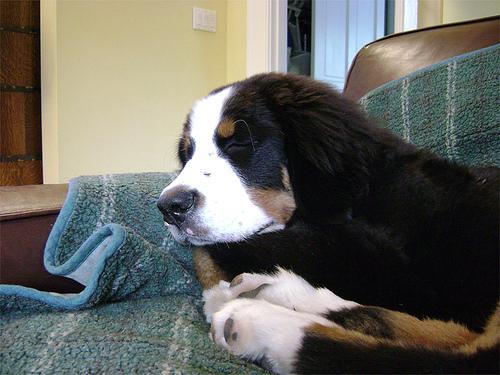 A dog image from https://images.dog.ceo/breeds/mountain-bernese/n02107683_3204.jpg