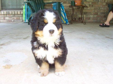 A dog image from https://images.dog.ceo/breeds/mountain-bernese/n02107683_3278.jpg