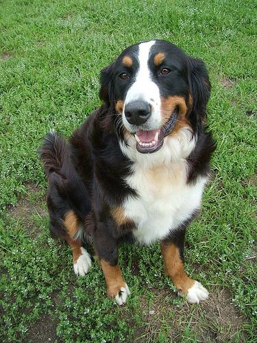 A dog image from https://images.dog.ceo/breeds/mountain-bernese/n02107683_3351.jpg