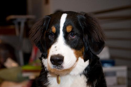 A dog image from https://images.dog.ceo/breeds/mountain-bernese/n02107683_3379.jpg